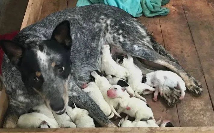 Cachorro  - Foto 2