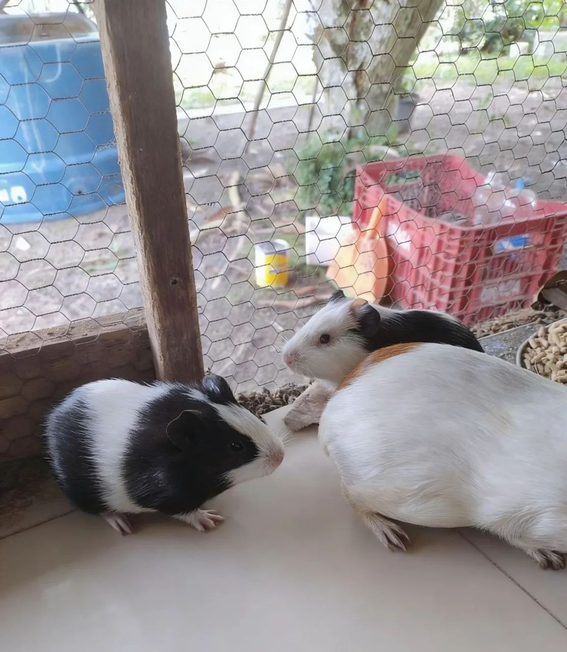 Porquinhos da índia macho 