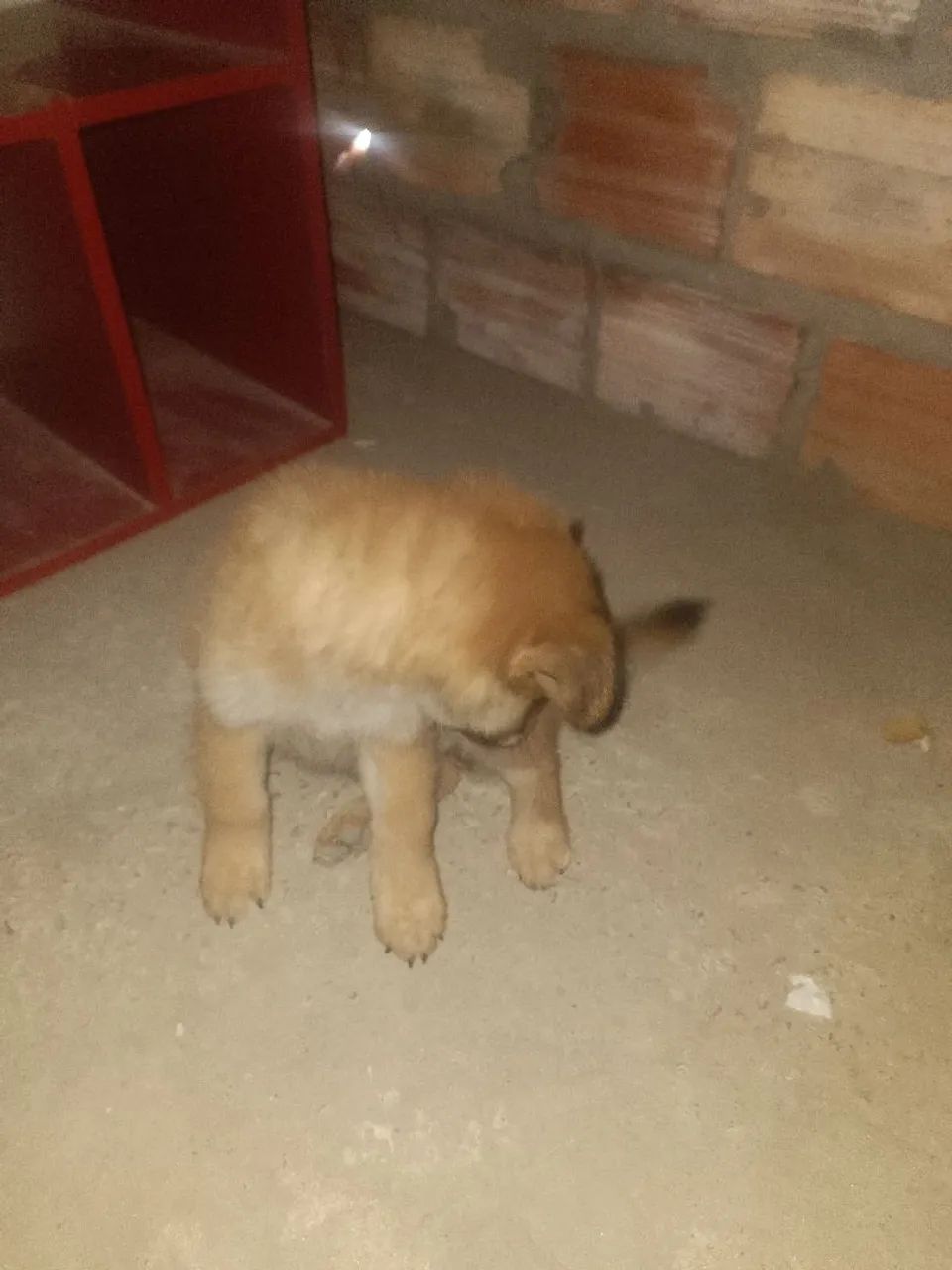 Cachorro  - Foto 3