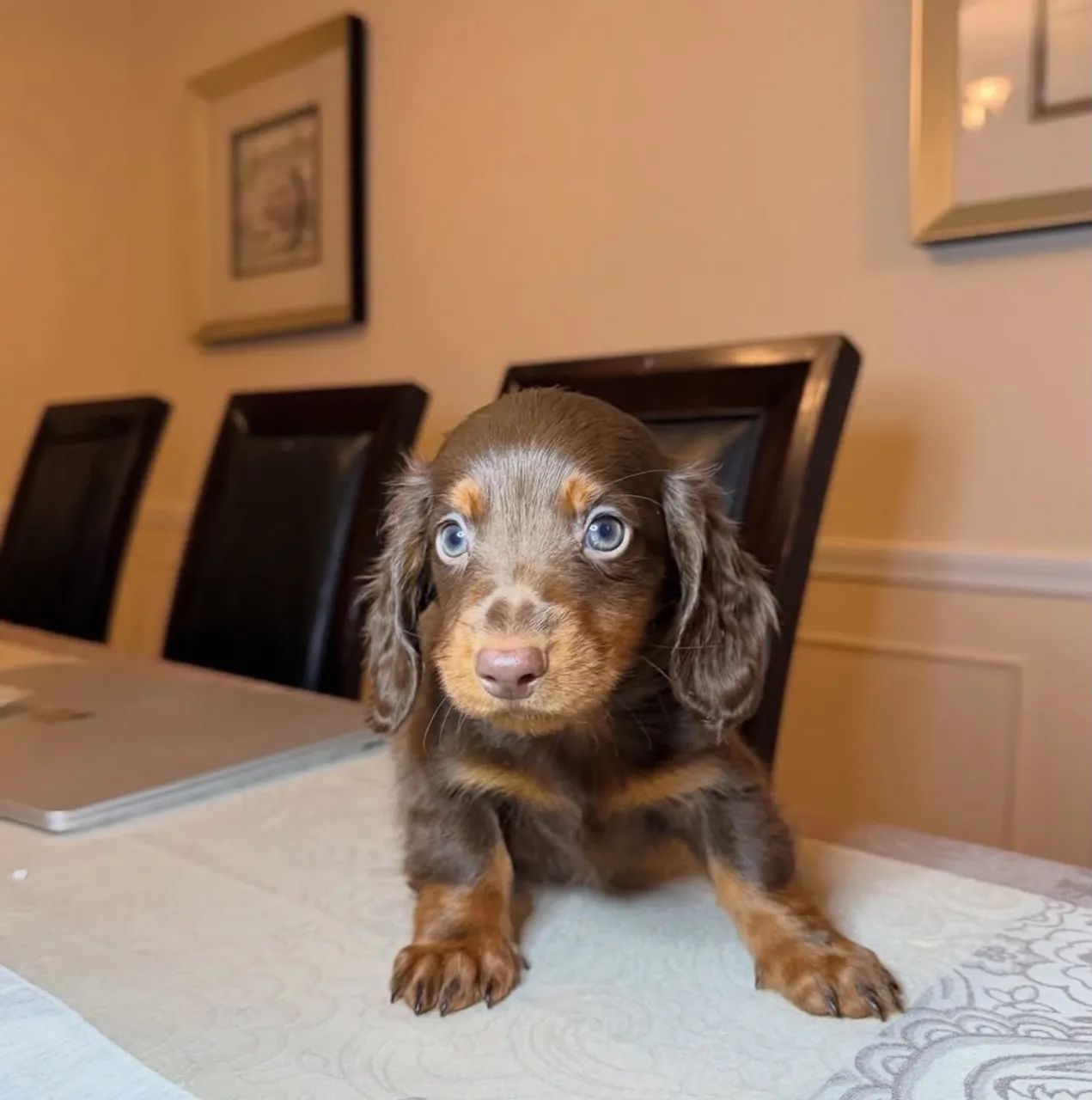 dachshund pelo longo  - Foto 2