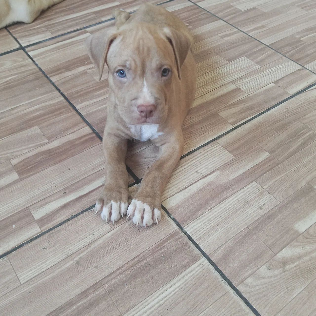 Cachorro Pitbull 