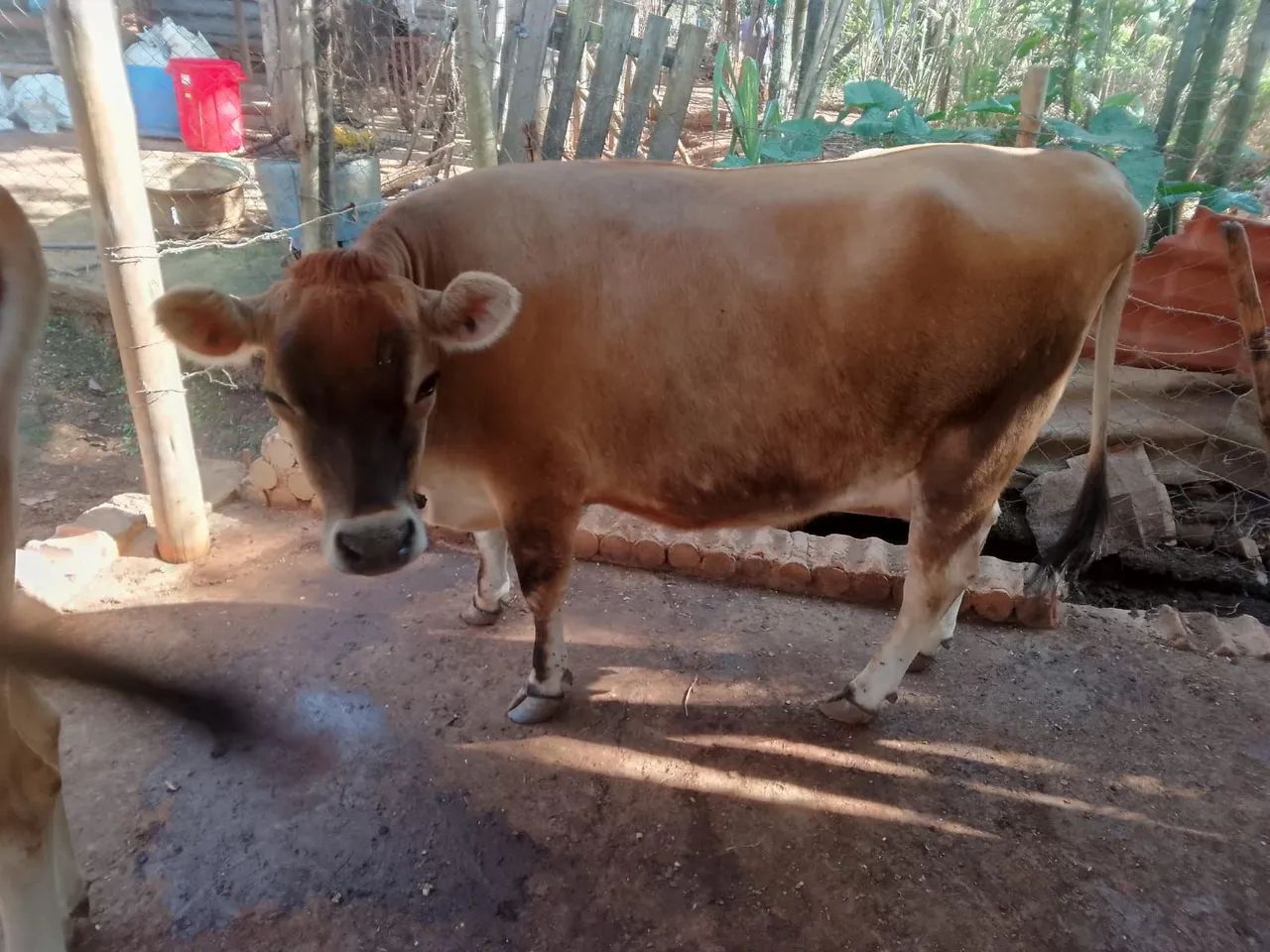 Vaca leiteira