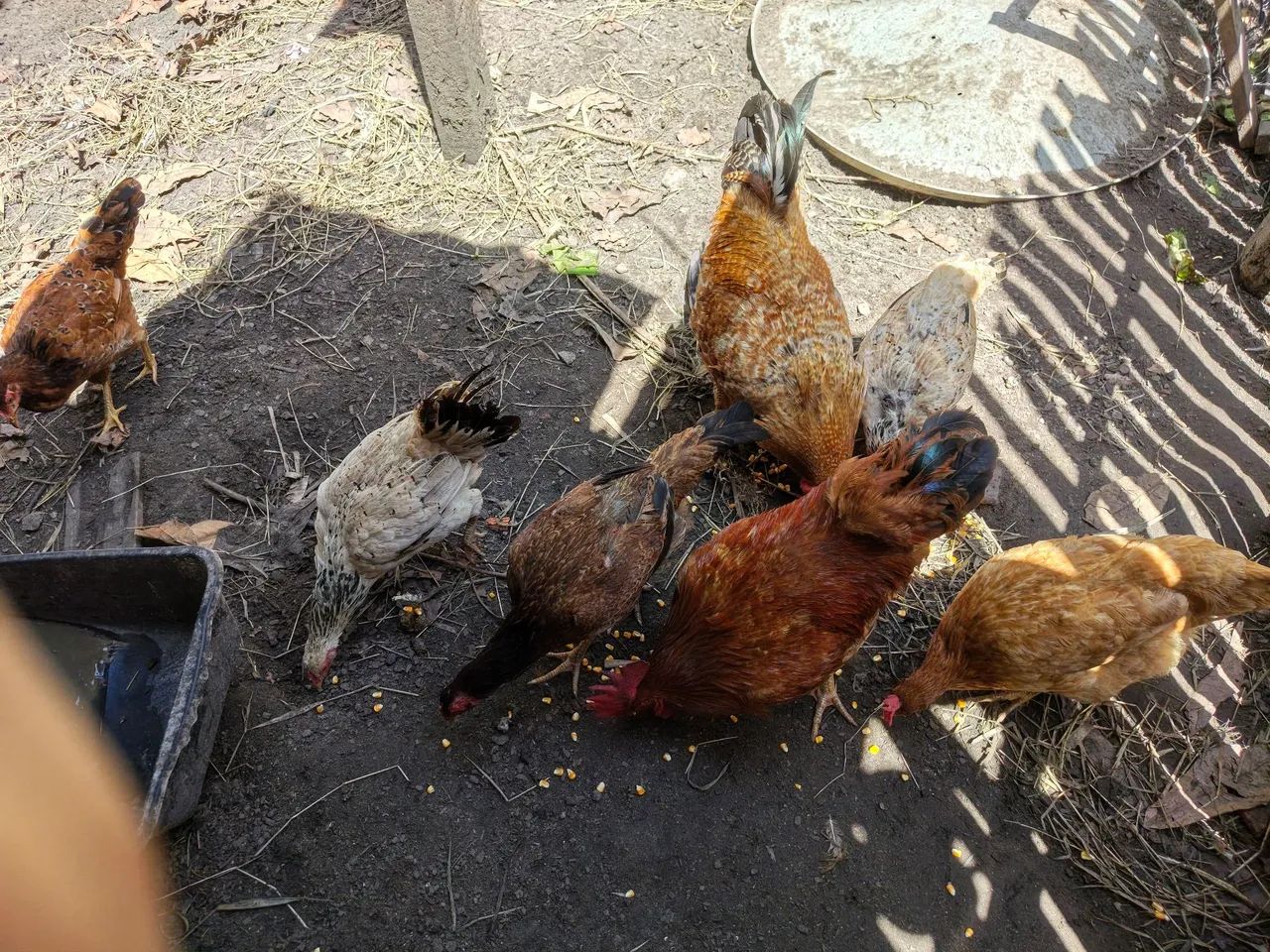 Galinhas e pintinhos  - Foto 5