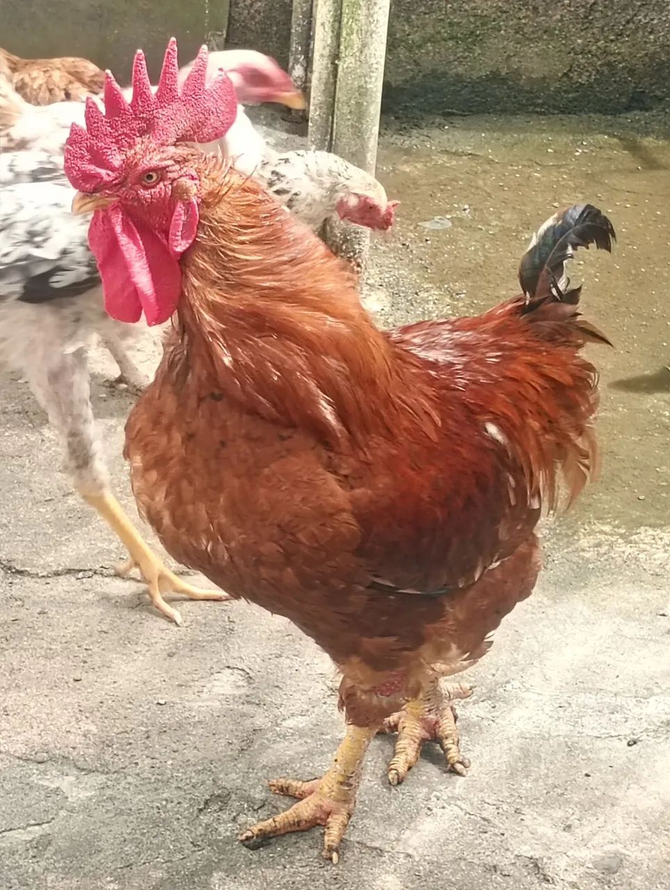 Galão - Foto 4