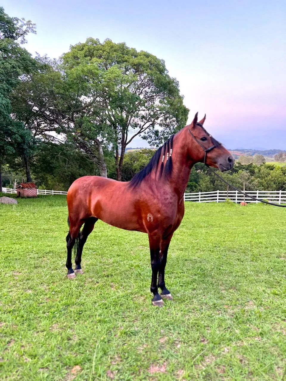 Cavalo Garanhão MM - Foto 3