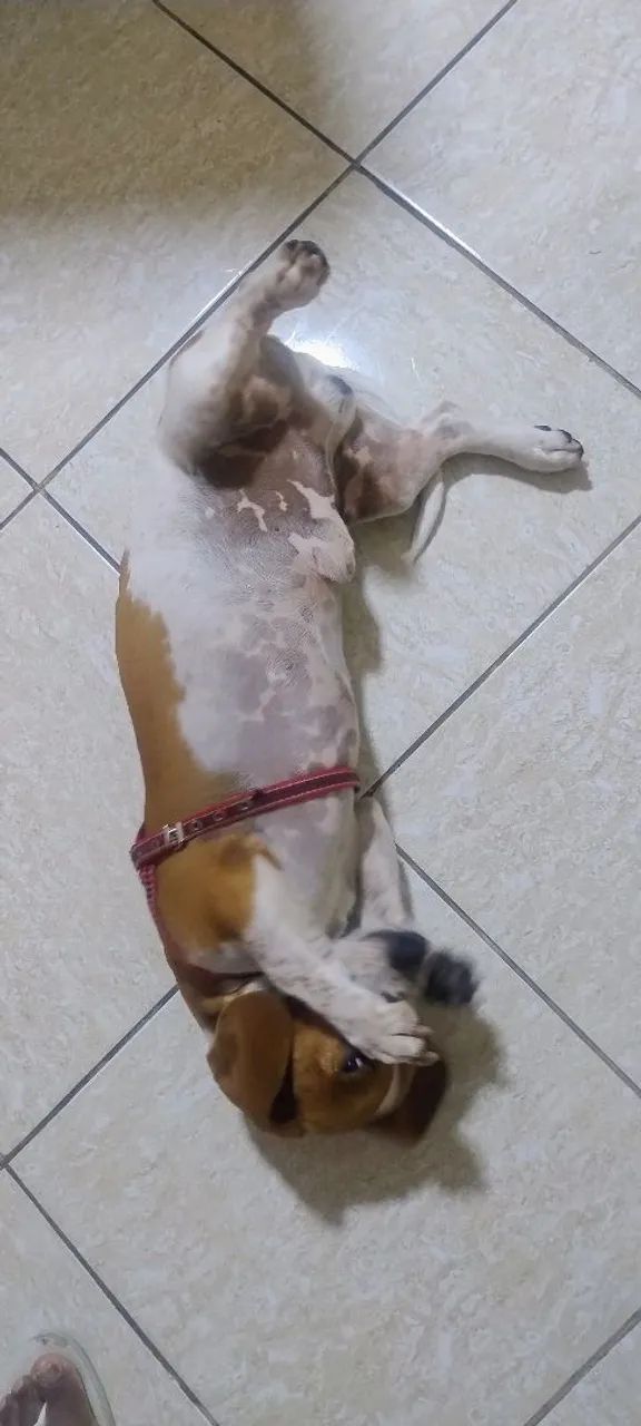 Doação lindo e dócil.  - Foto 3