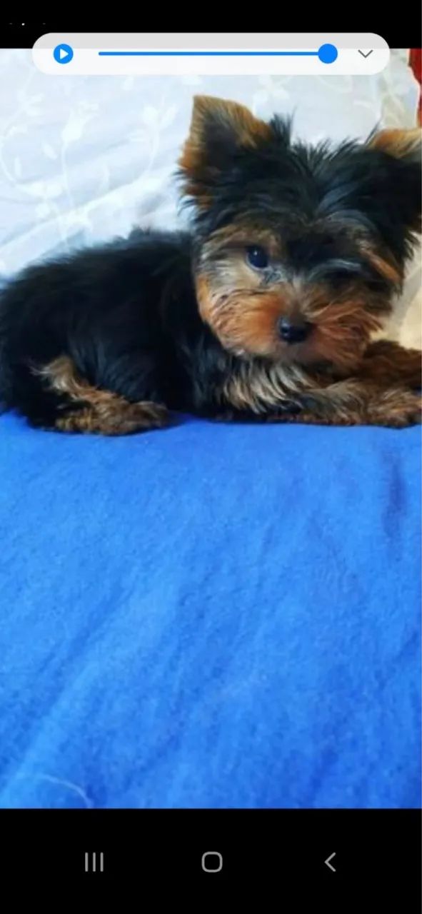 YORKSHIRE TERRIEE  MINI