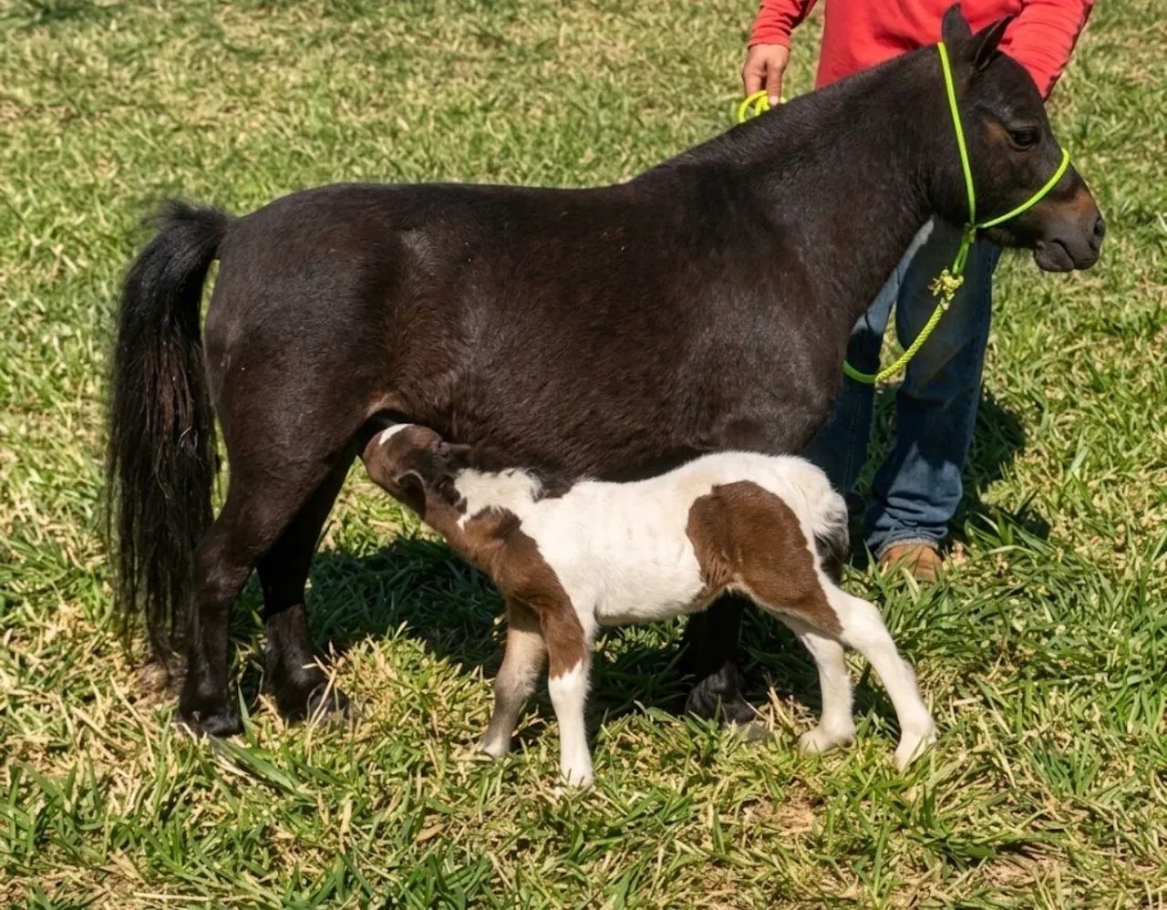 Mini pônei parida  - Foto 2