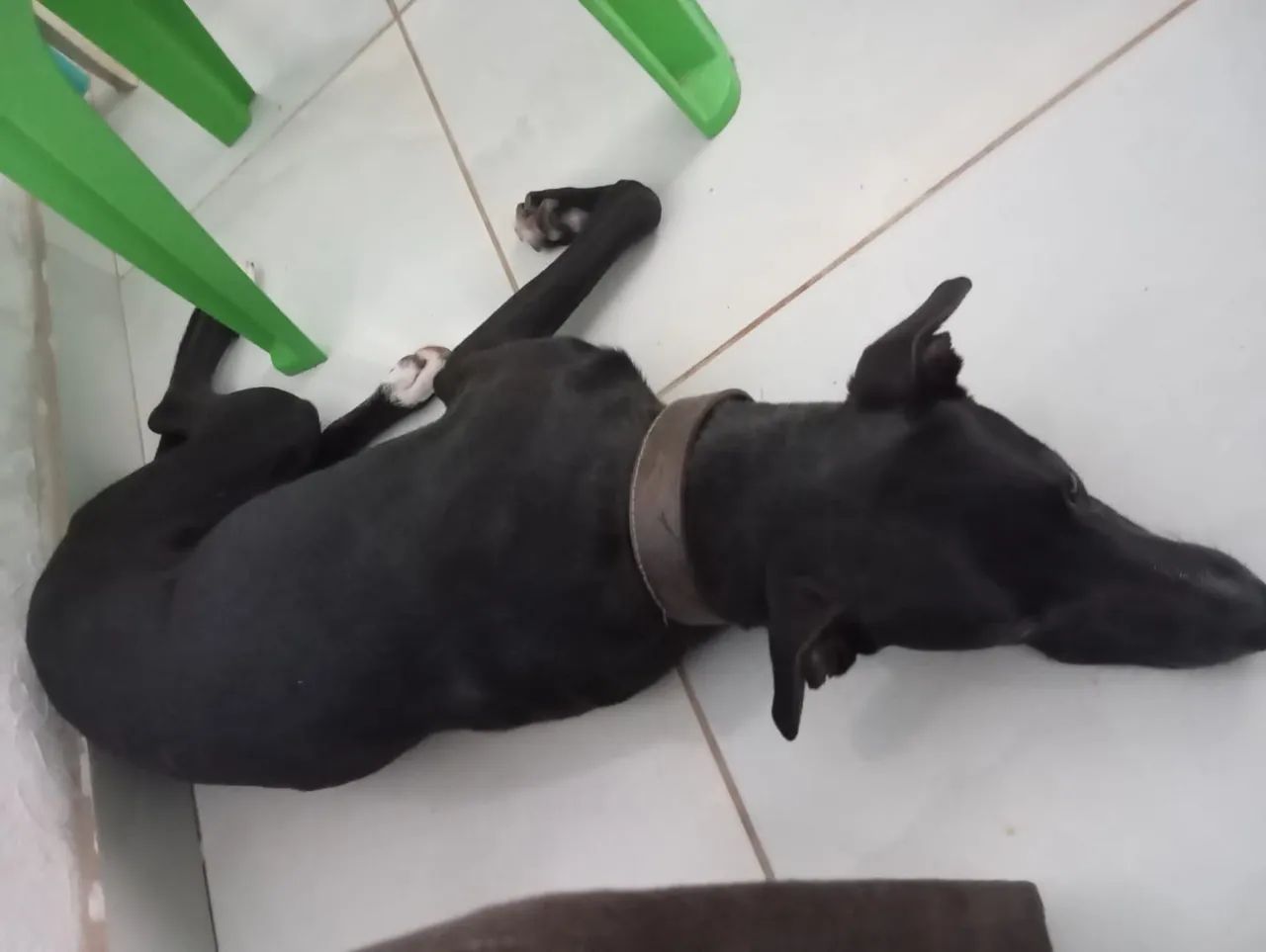 Um lar para o Spike  - Foto 3