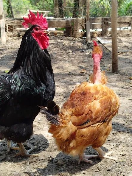 OVOS GALADOS/FERTEIS DE GALINHAS CAIPIRA MELHORADA.. - Foto 3