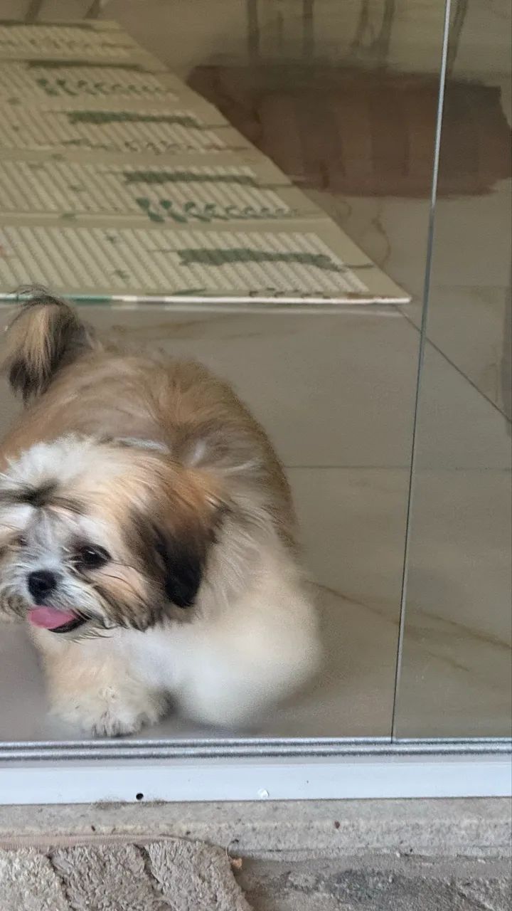 Vendo cachorro  - Foto 4