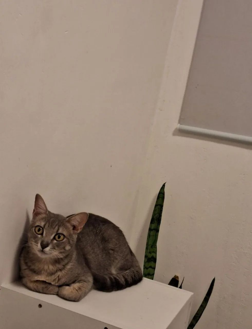 Adoção Responsável Gato  - Foto 2