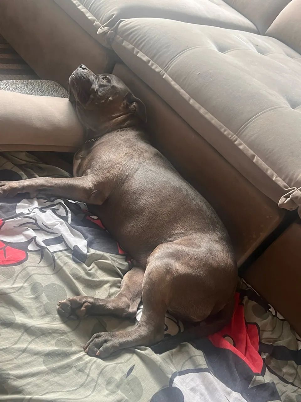 Cachorro  - Foto 3