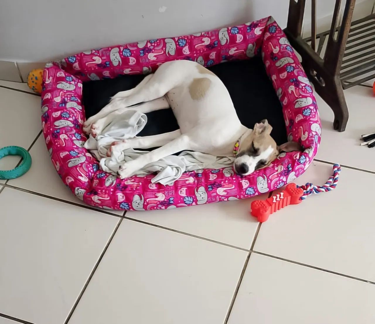 Cadelinha