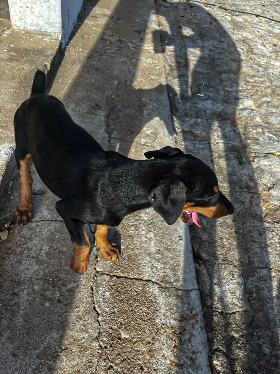Filhotes de doberman com pedigree   - Foto 2