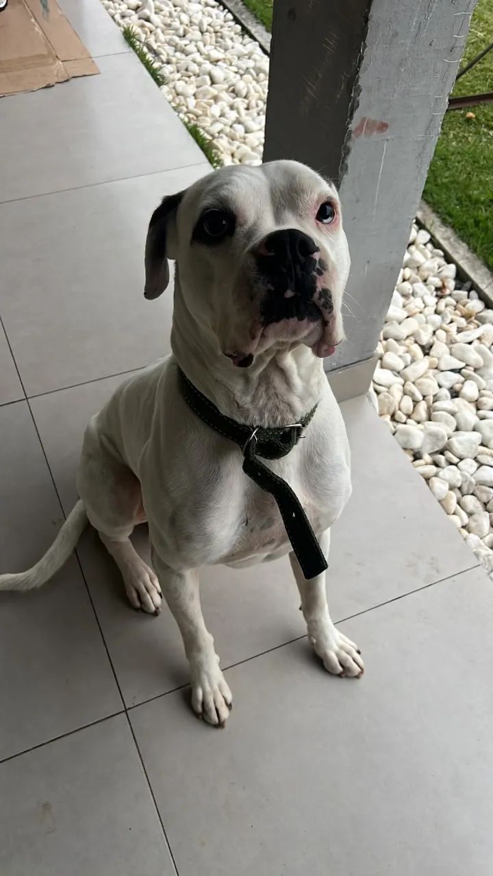 Procuro Fêmea Boxer Qualquer Idade