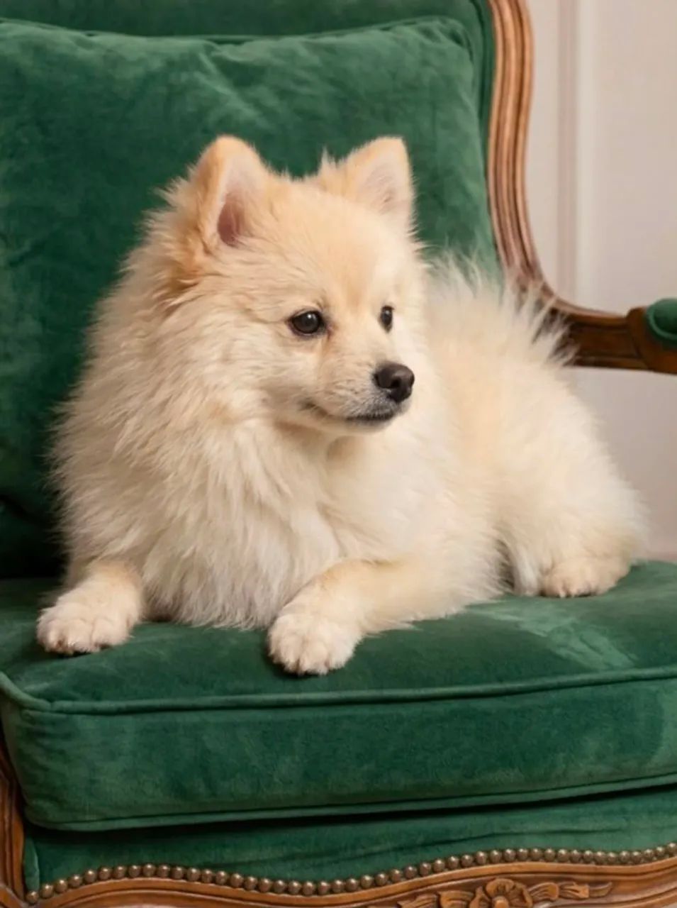 Spitz alemão  - Foto 3