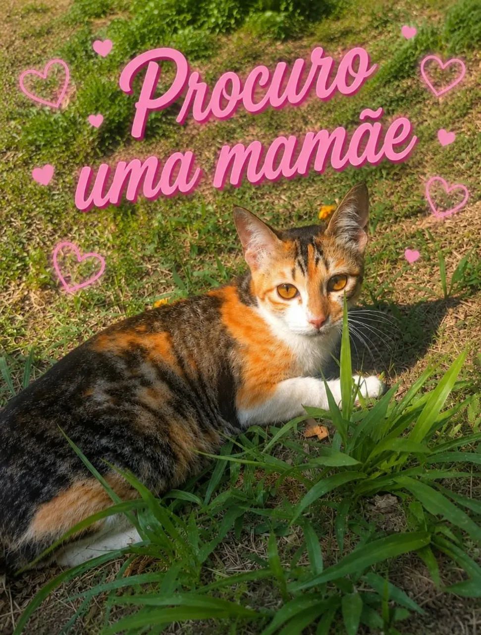 Gatinhos procuram mamães 