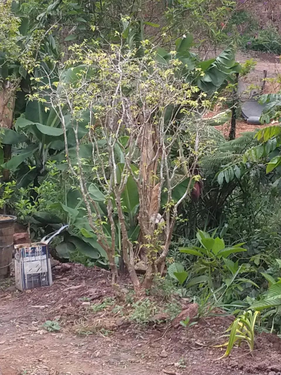 Pe de jabuticaba híbrida  - Foto 4