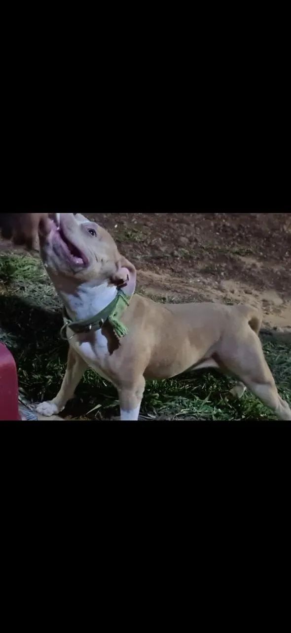 PITBULL , PARA CRUZAR.