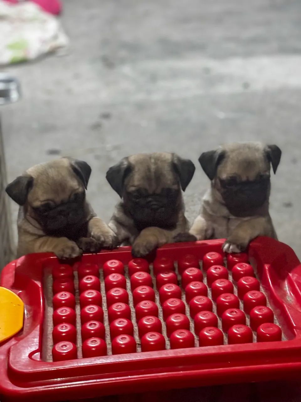 Filhotes de Pug 