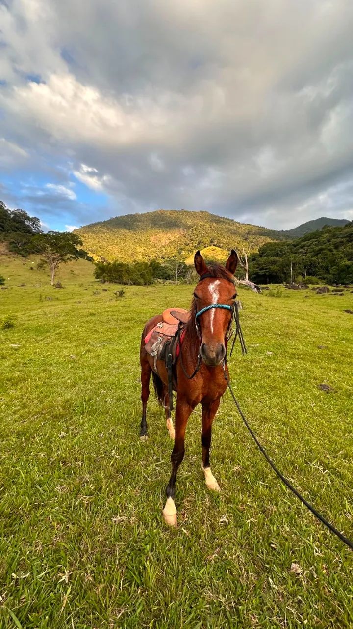 Potro QM - Foto 3