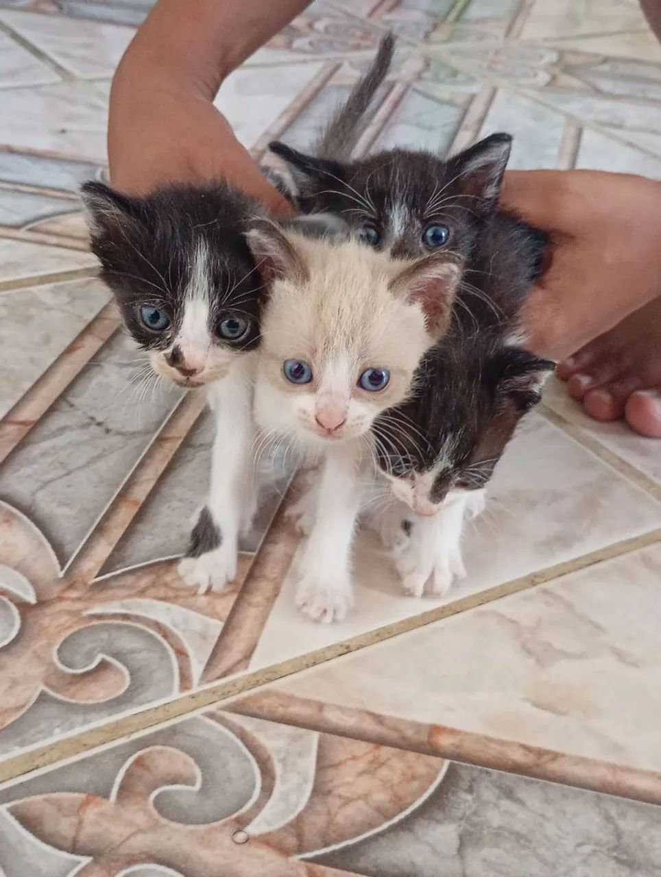 Doação gatinhos 