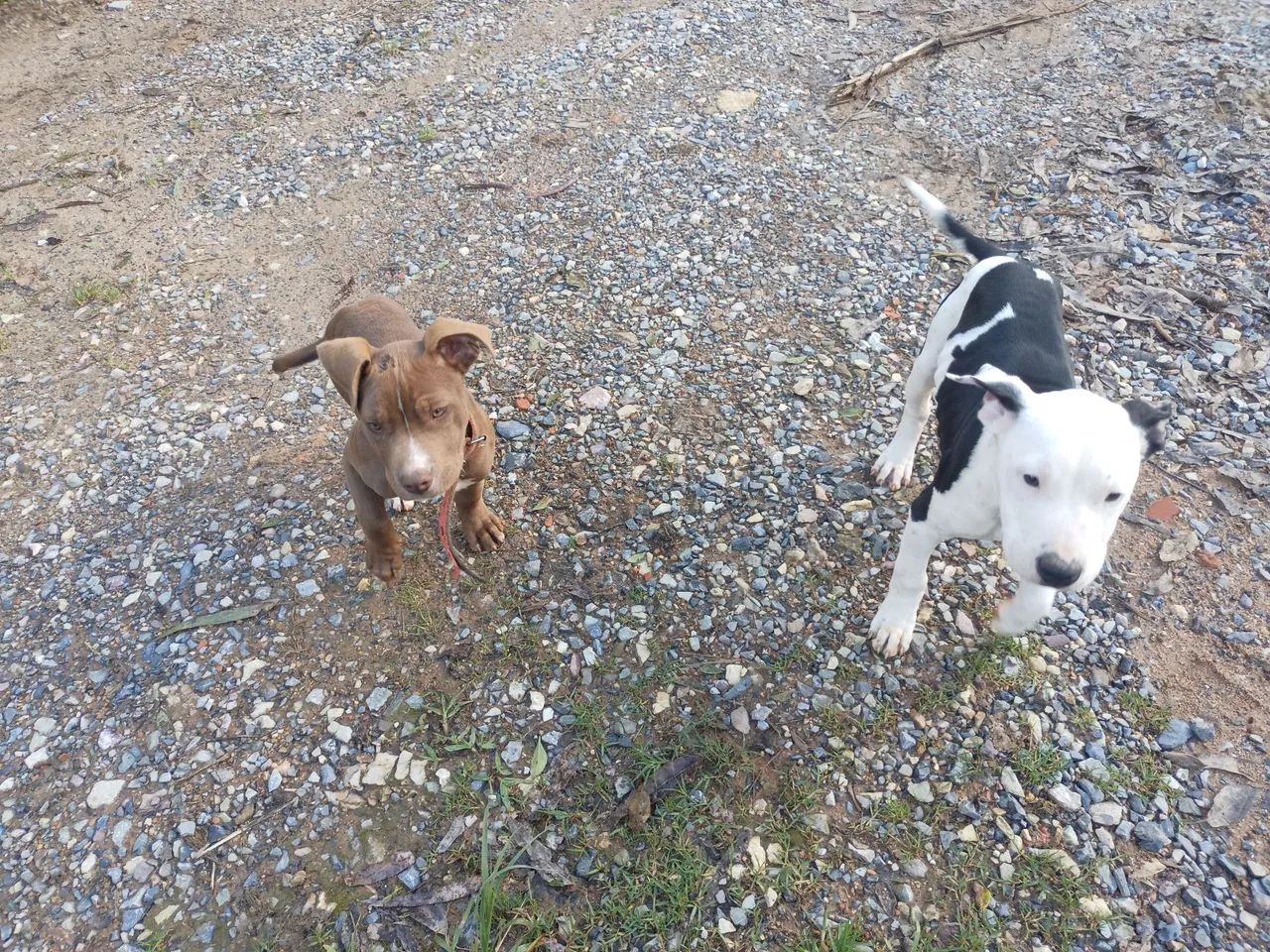Casal Pitbull  - Foto 3
