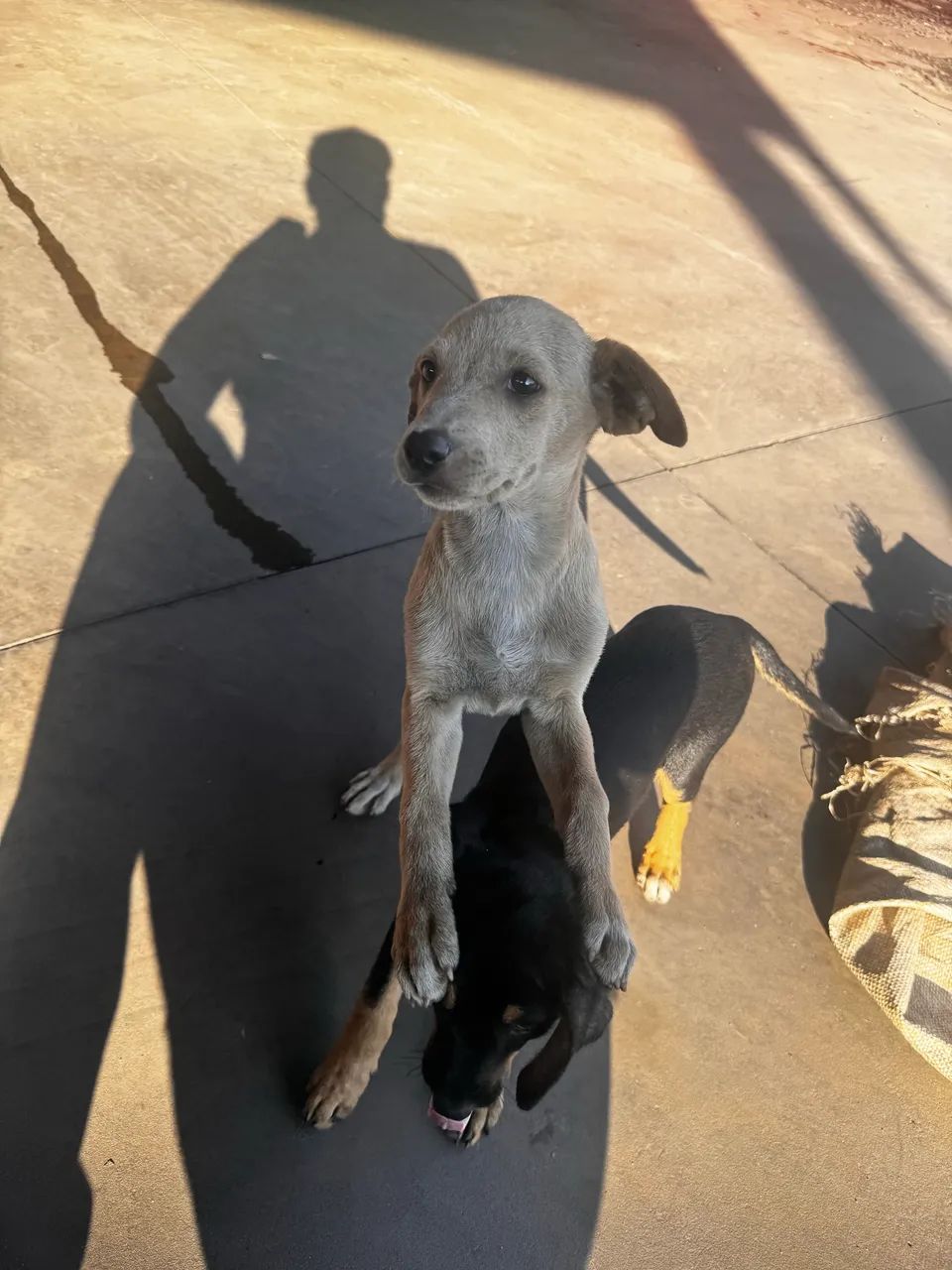 Pet - Foto 2