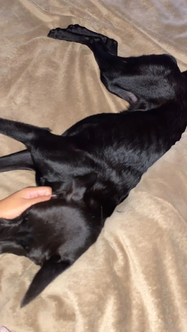 Doação de cachorrinha - Foto 4