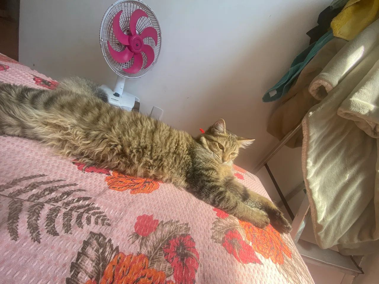 Gato - Foto 2