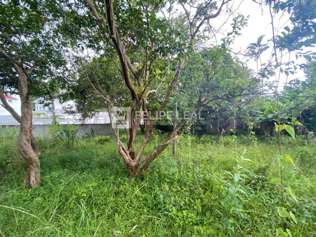 Lote / Terreno em Santa Mônica - Florianópolis, SC - Foto 4