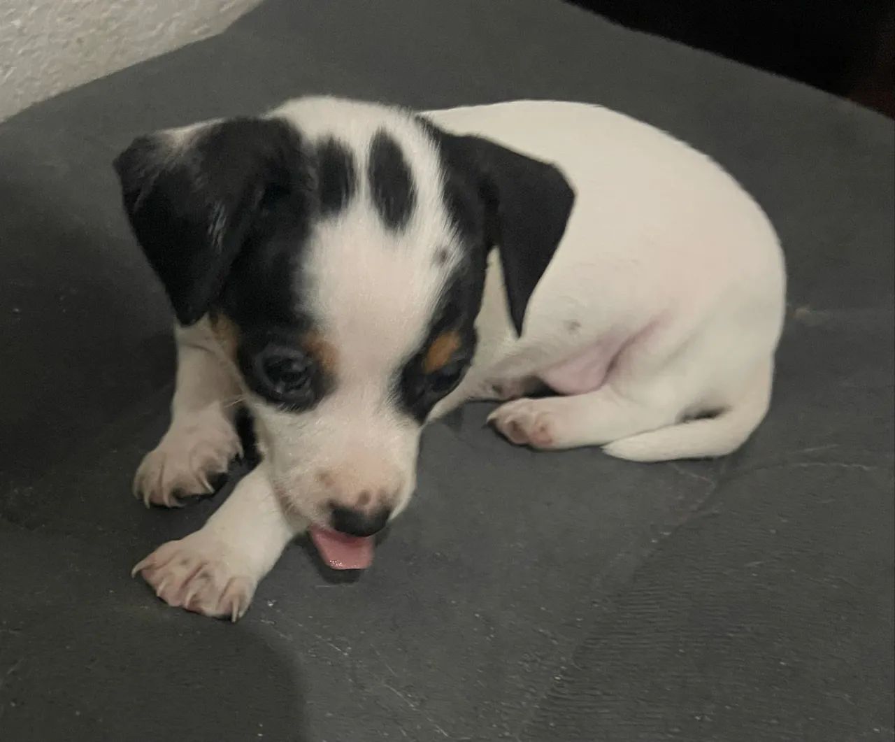 Cachorra pincher  - Foto 2