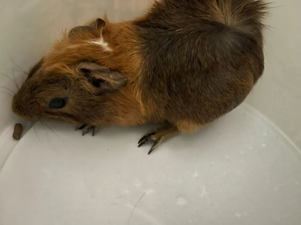 Porquinho da índia e uma casinha inteira 