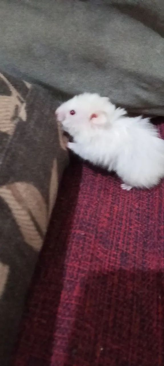 Hamster Siriú  - Foto 3