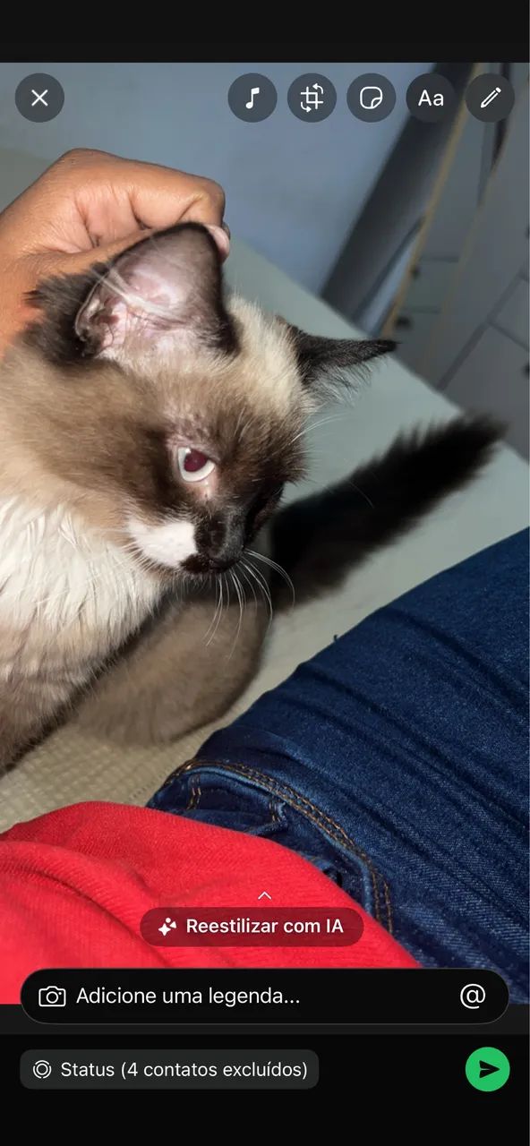Adoção  - Foto 3