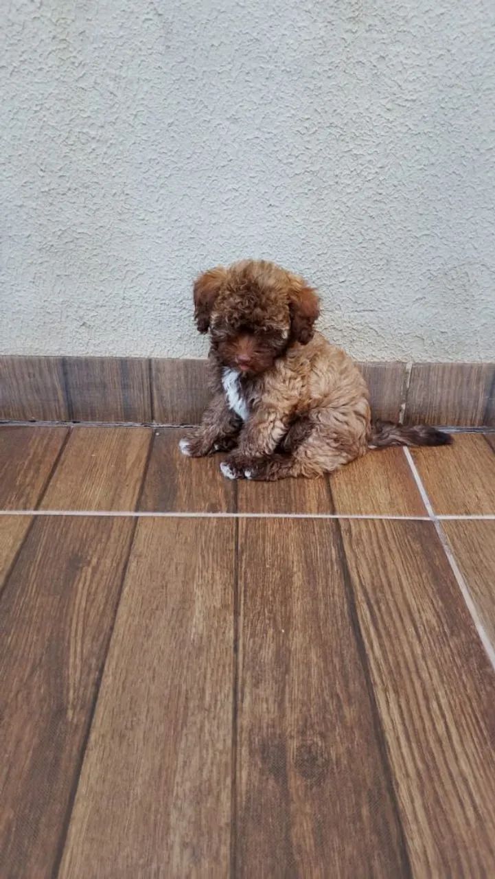 Vende filhote de poodle fêmea  - Foto 2