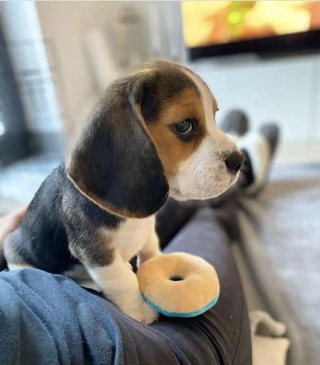 13 Polegadas, Filhotes Beagle com Pedigree. - Foto 2