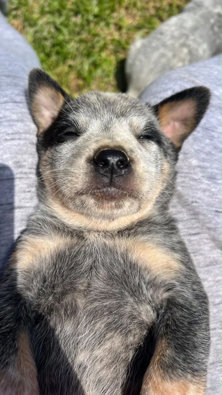 Blue heeler  - Foto 4