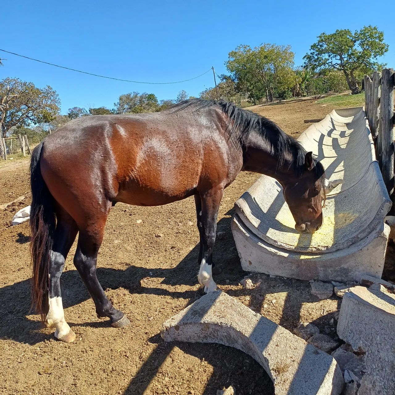 Vendo cavalo - Foto 2