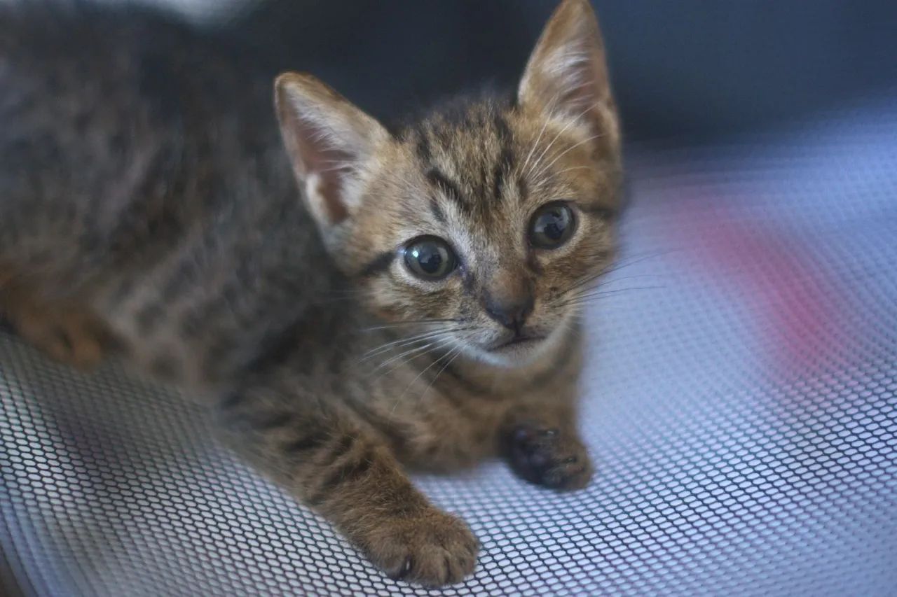 Filhotes de gato para adoção  - Foto 4