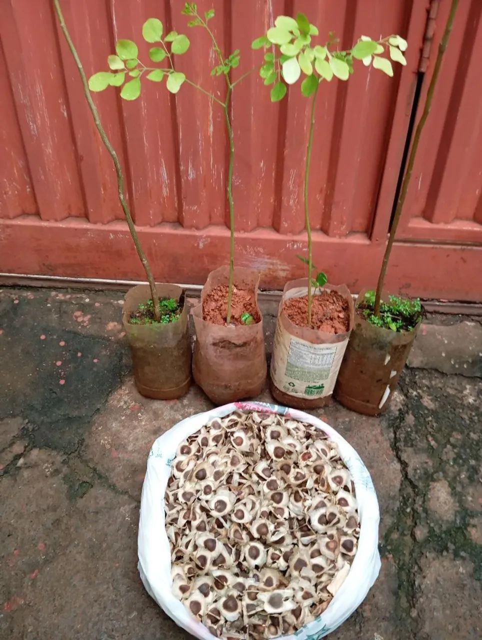 Mudas e sementes de Moringa 