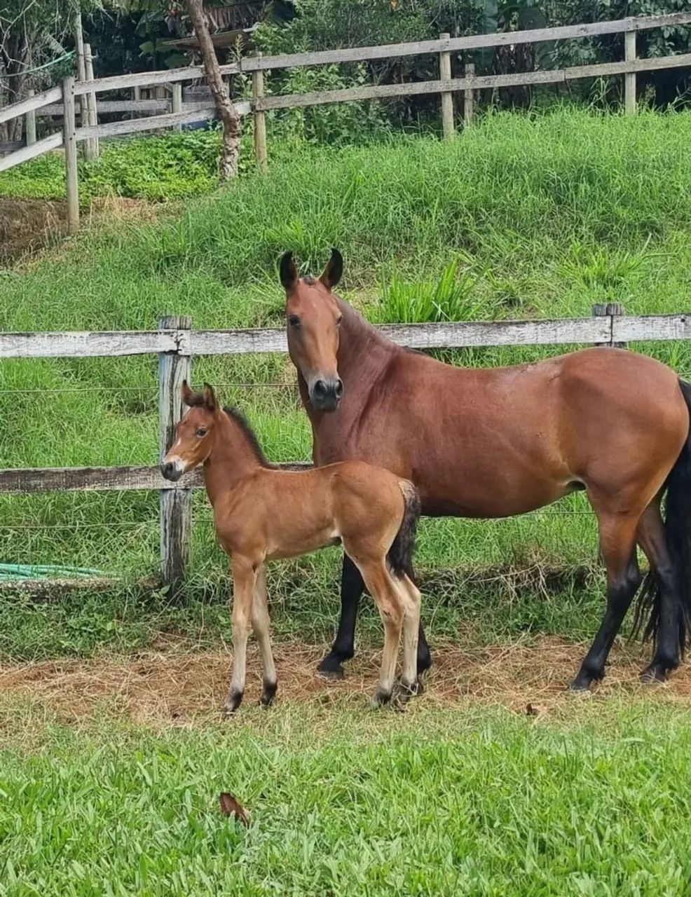 Égua + potro filho de Fajardo do Timbó grande oportunidade!!!
