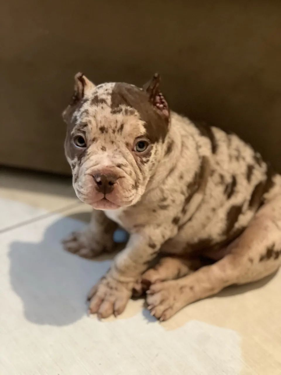 FÊMEA AMERICAN BULLY MERLE MICRO