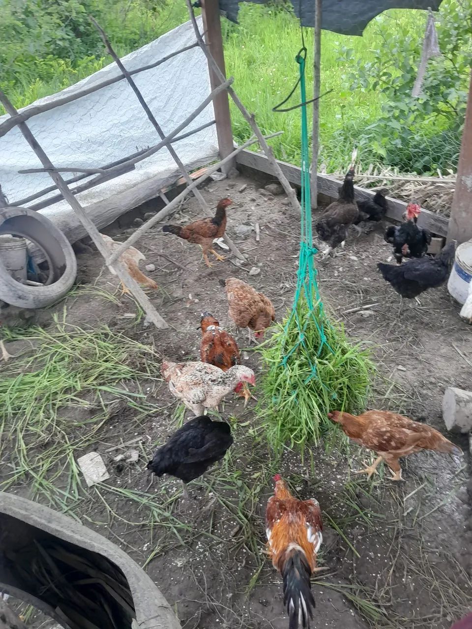 Galinhas caipira. - Foto 2