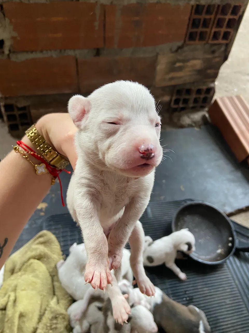 Doa-se cachorros pitbull  - Foto 3