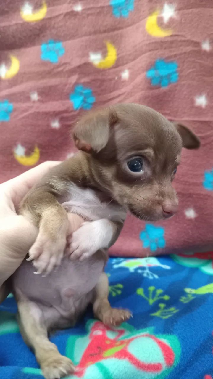 PINSCHER  - Foto 2