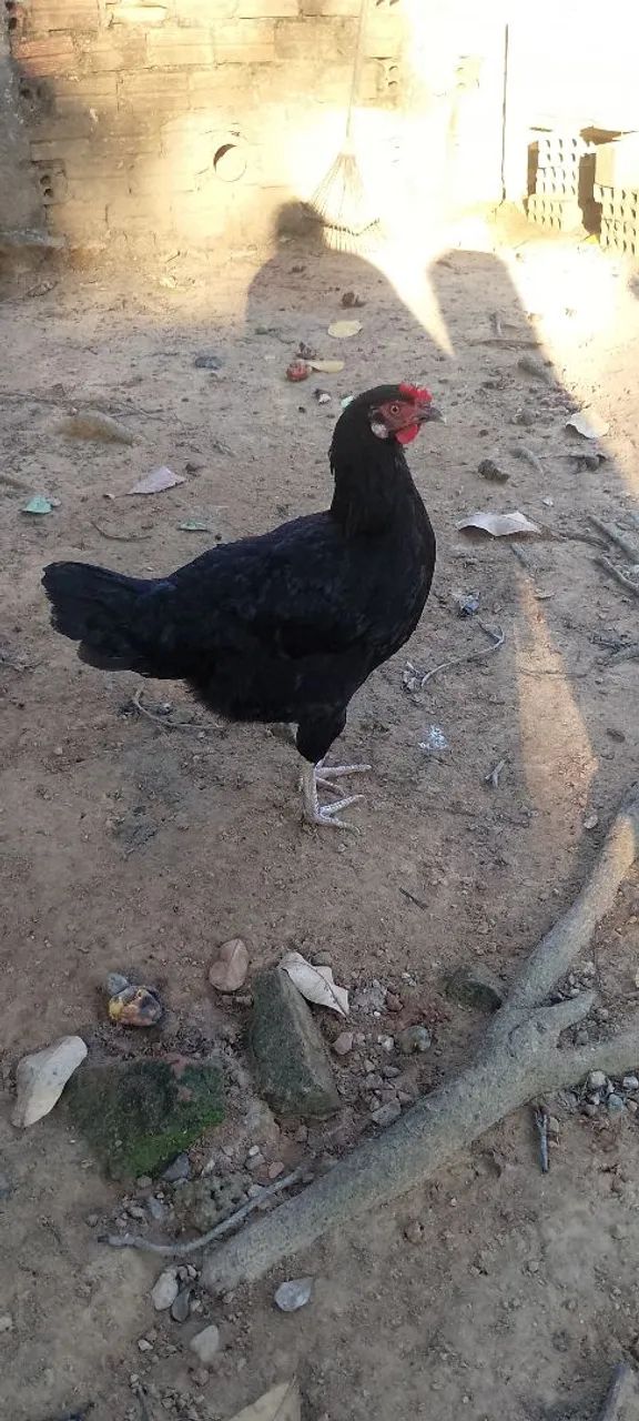 Galinha Caipira 