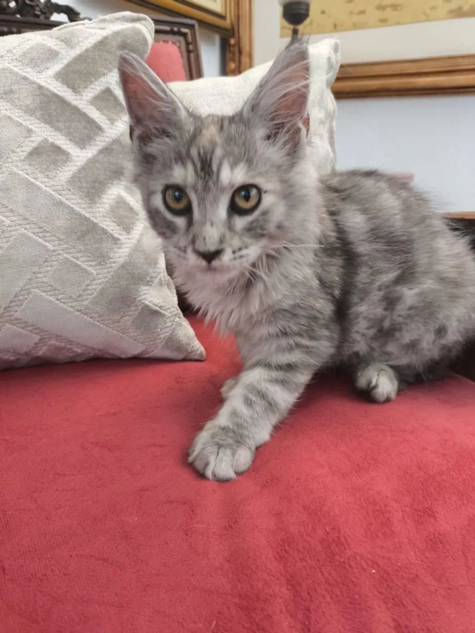 Fêmea Maine Coon  - Foto 2