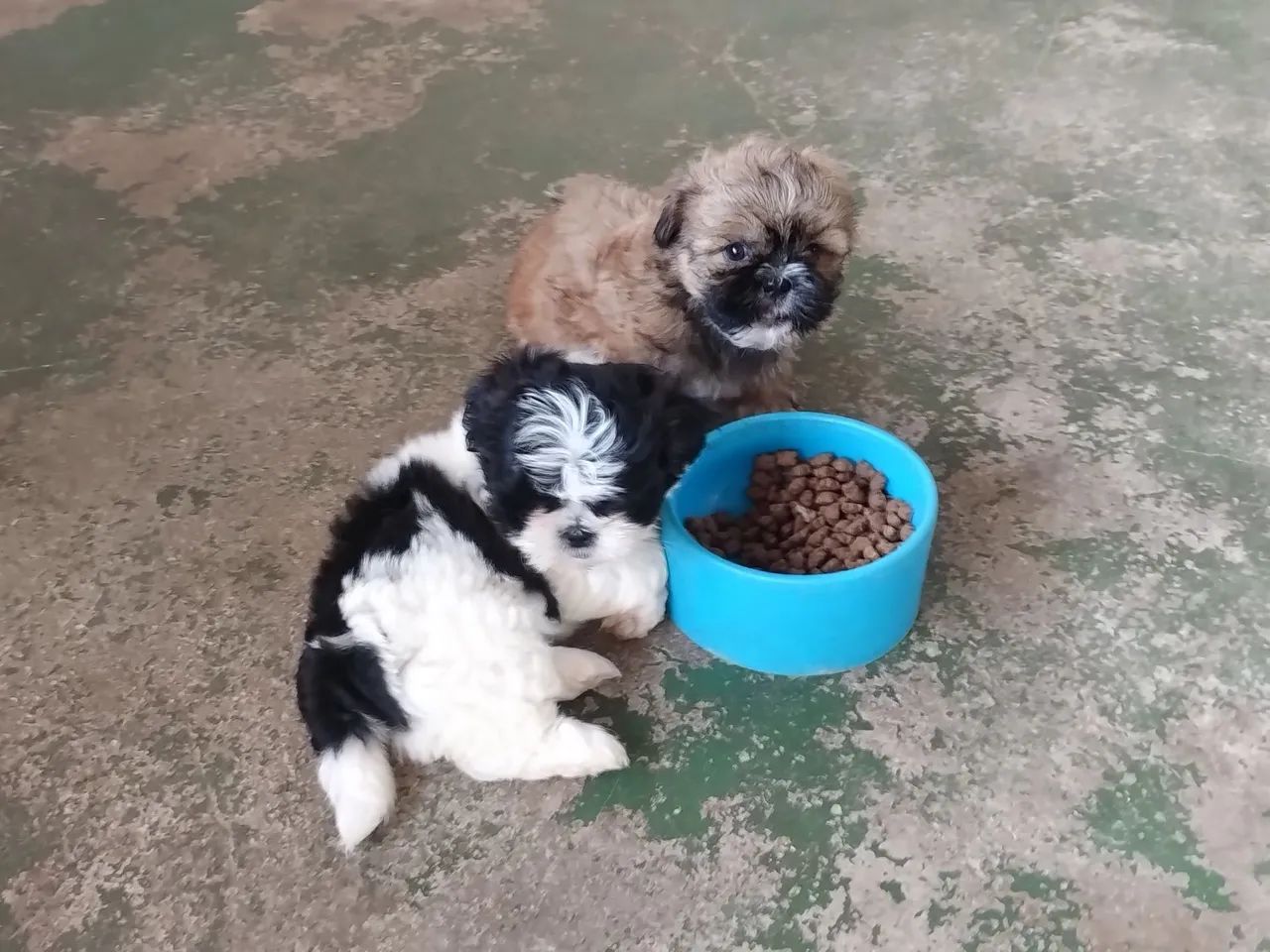 Vendo filhotes chitzu legítimo 